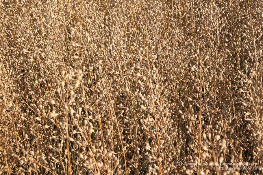 Рыжик масличная культура семена