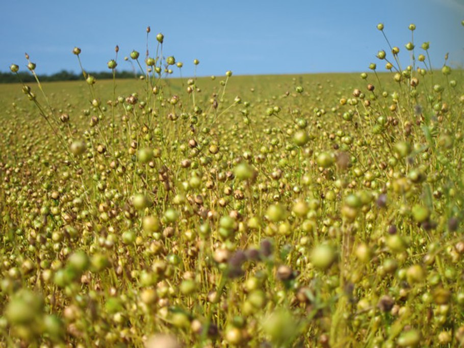 Рыжика посевного (Camelina Sativa),