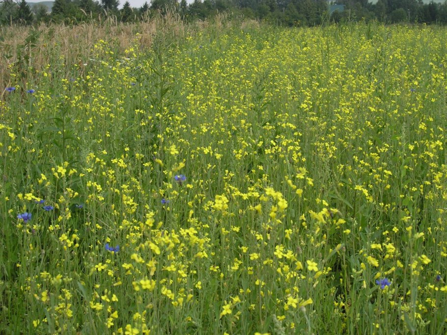 Рыжик масличная культура