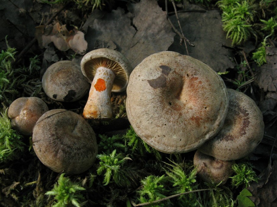 На даче Рыжик