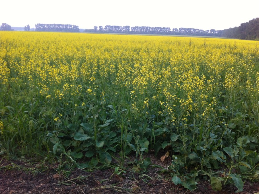 Рыжик гибрид рапса