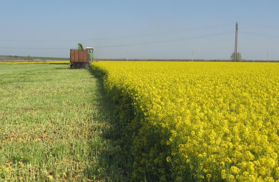 Озимый рапс сурепица