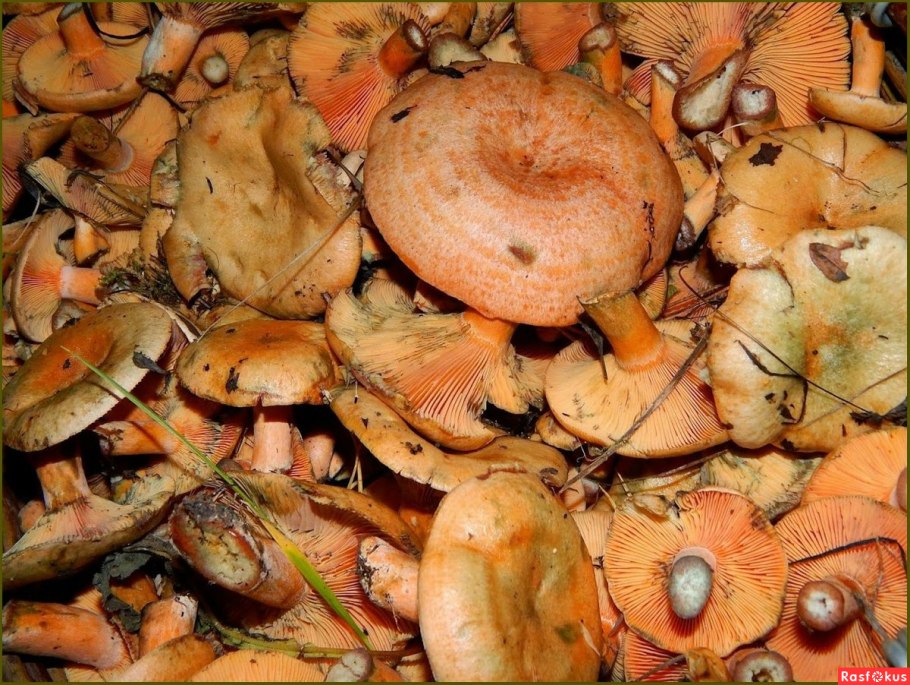 Рыжики Бурятия