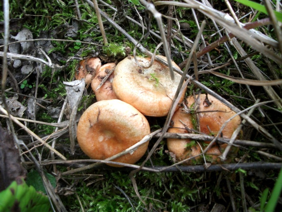 Рыжики растут