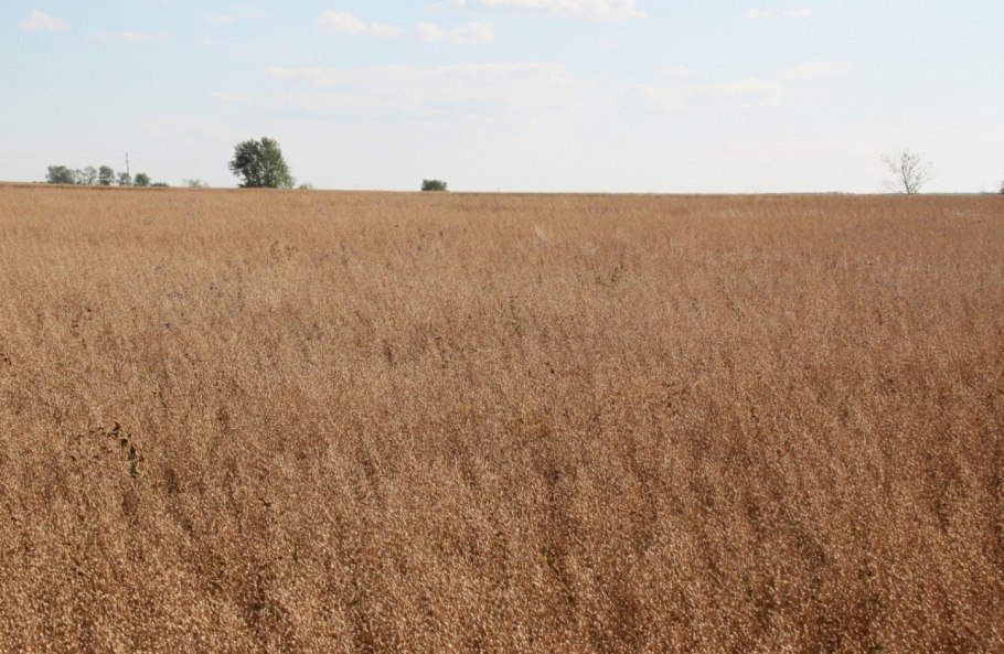 Сельхозкультура Рыжик