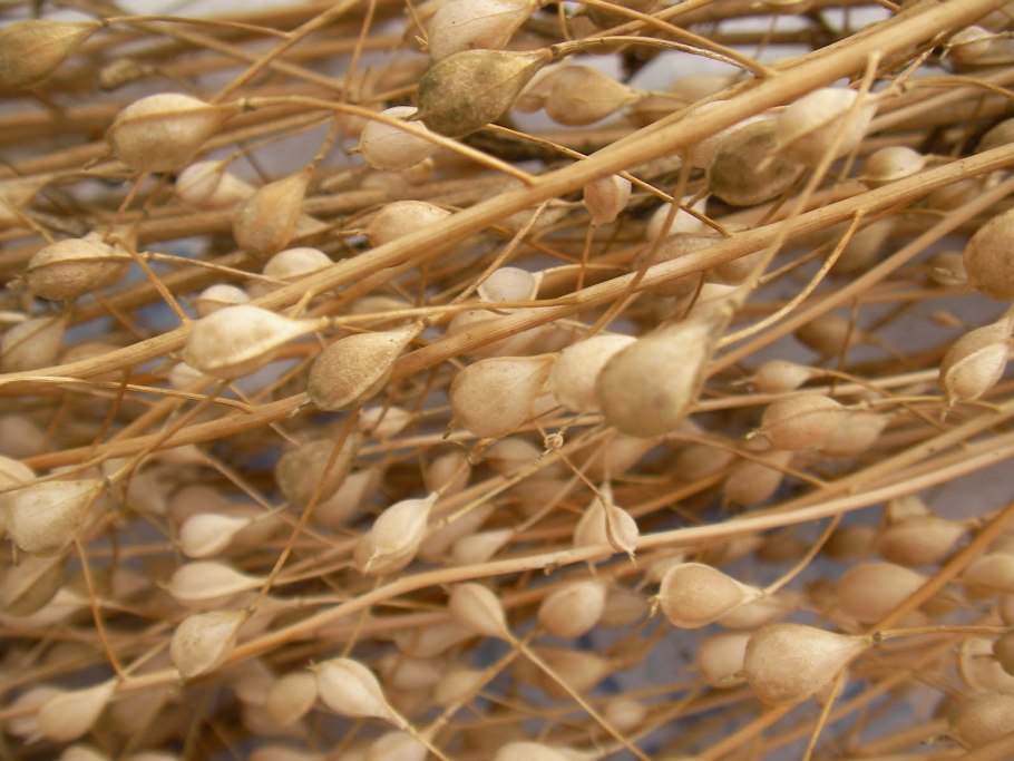 Рыжик растение семена