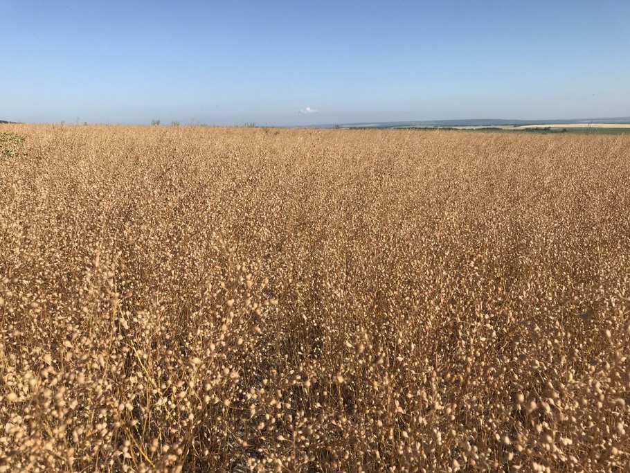 Рыжик посевной озимый