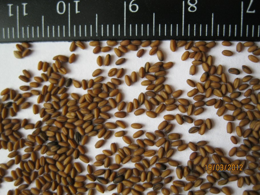 Рыжик посевной семена