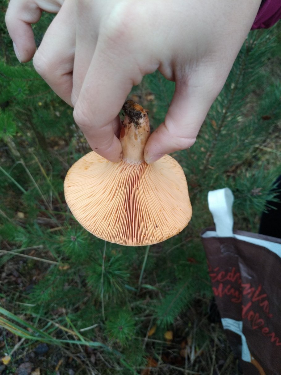 Грибы рыжики мохнатые