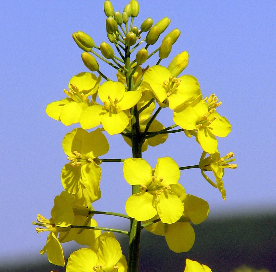 Рыжик масличная культура