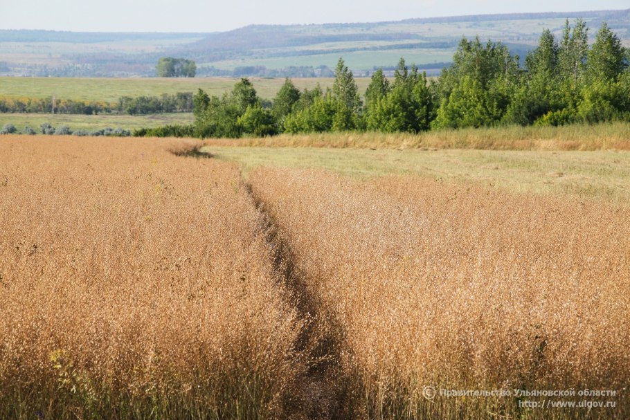 Озимые Рыжик