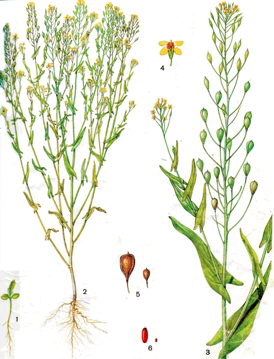 Рыжик посевной корни