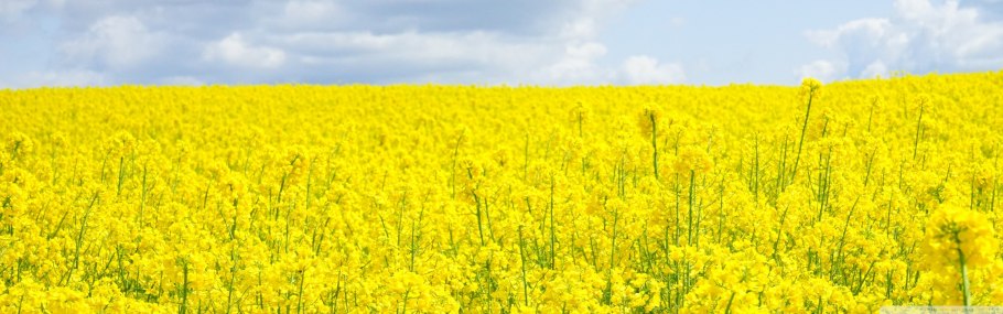 Рапс и Рыжик