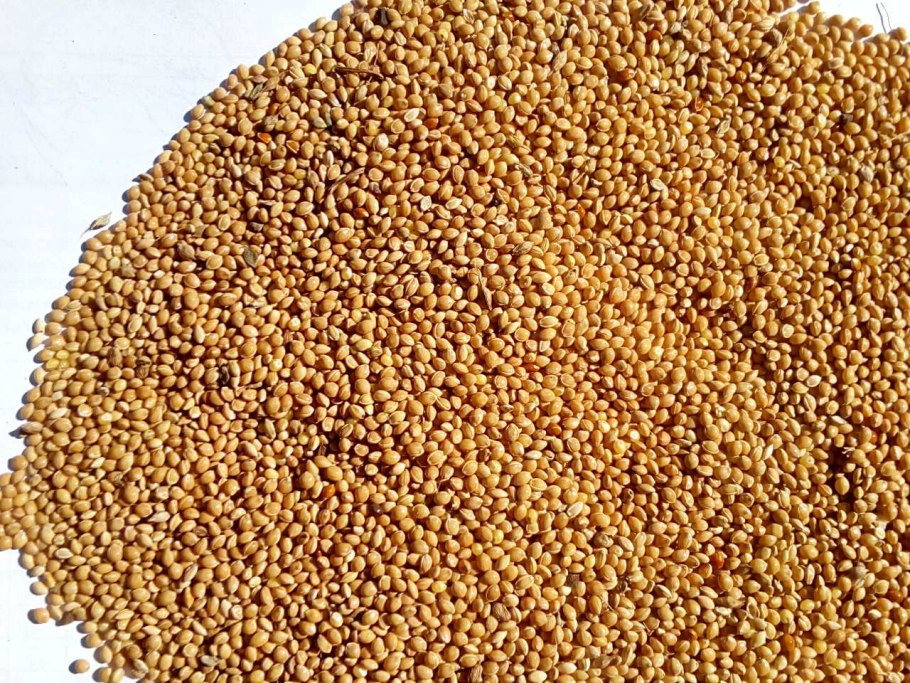 Рапс масличный