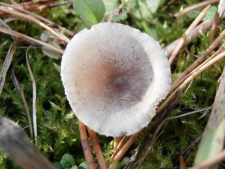 Мокруха розовая гриб