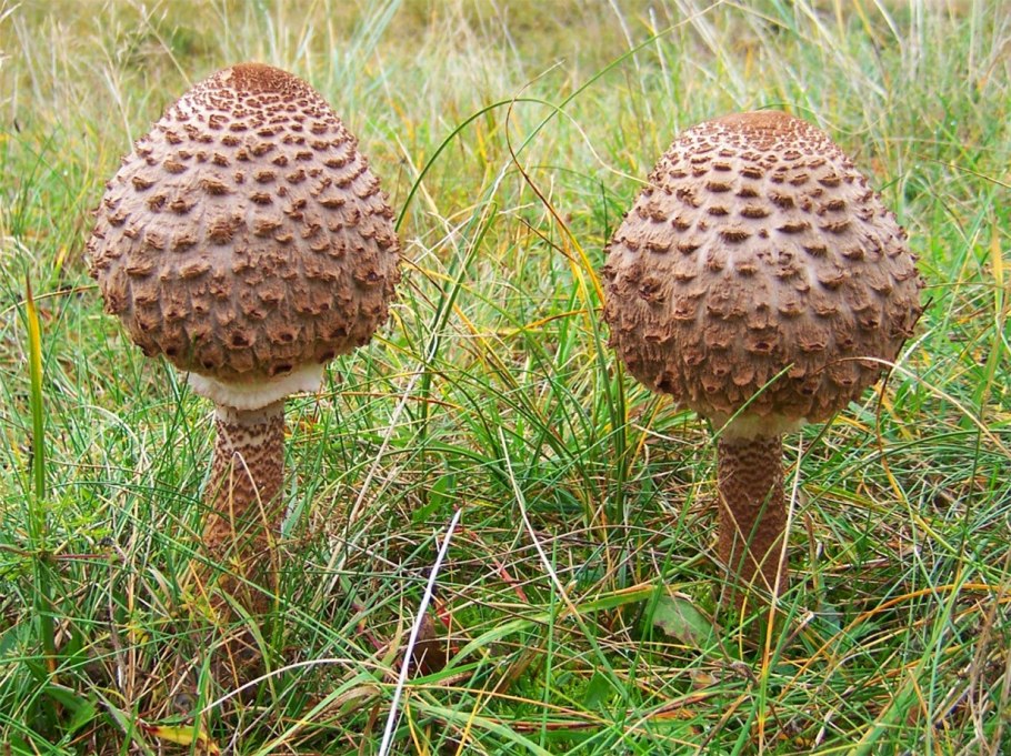 Гриб - зонтик пёстрый (Macrolepiota procera).