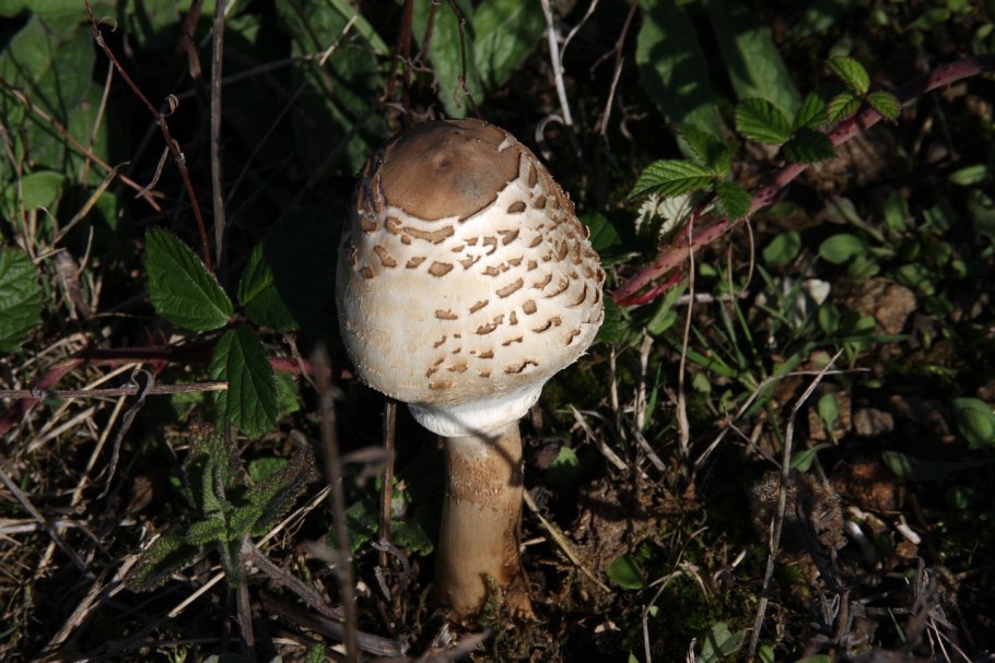 Грибы с пятнистой шляпкой