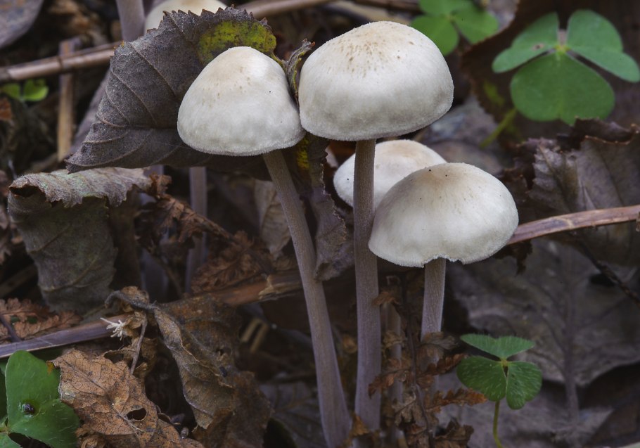 Gomphidius maculatus