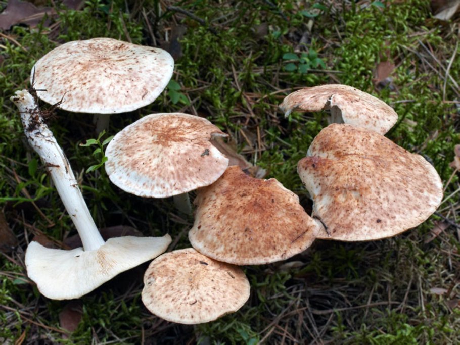 Гриб зонтик Оливье