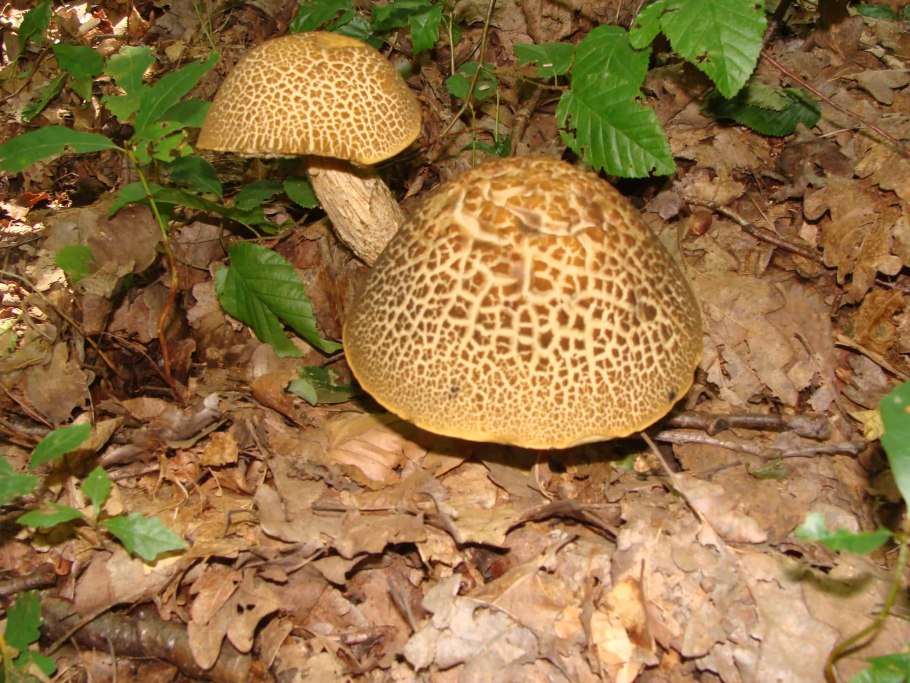 Leccinum crocipodium