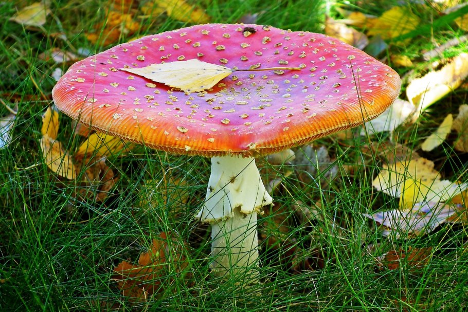 Сатанинский белый гриб