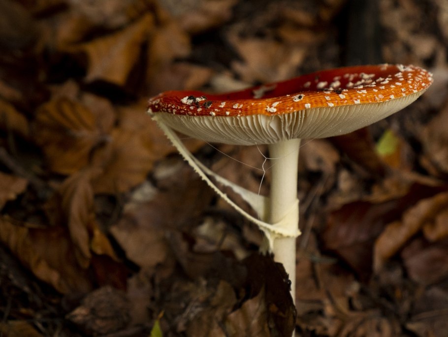 Мухомор ядовитый гриб