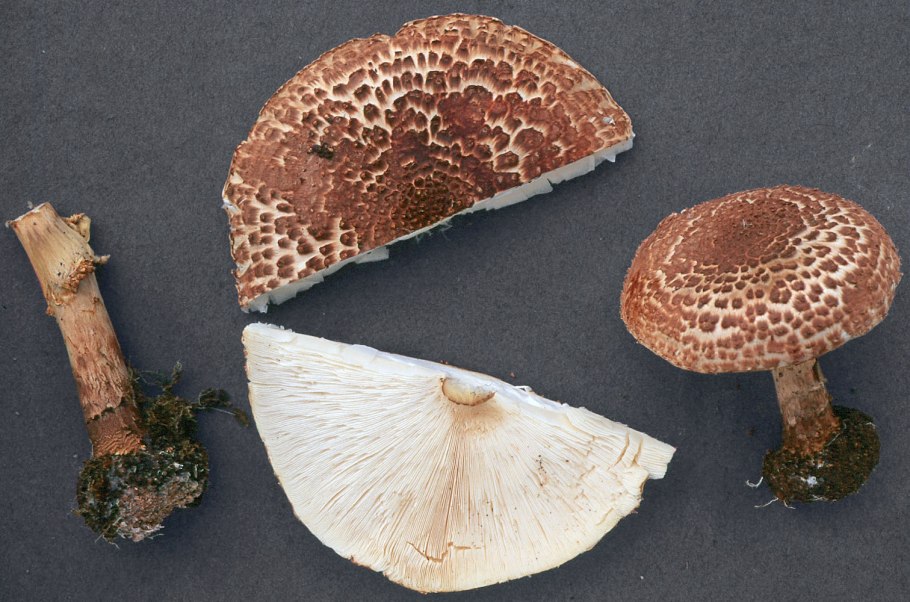 Родоколлибия пятнистая