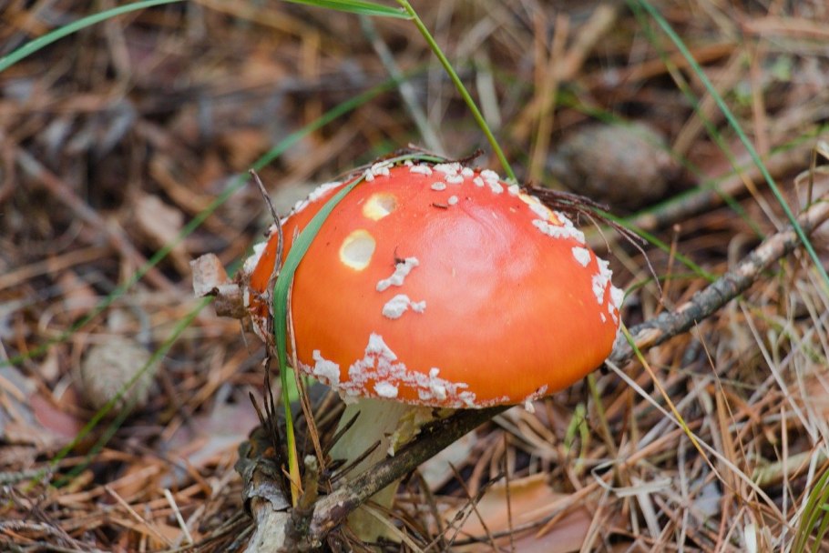 Пестрый гриб красный