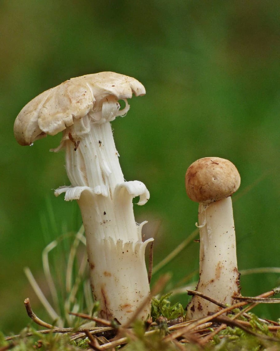 Ложнодождевик пятнистый