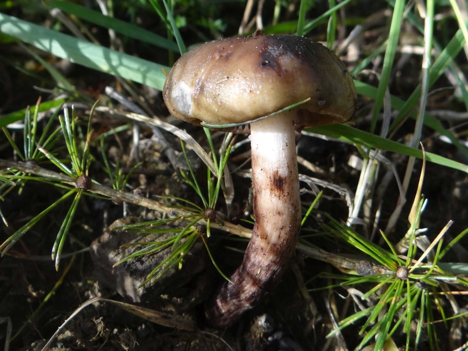 Рядовка обутая мацутакэ