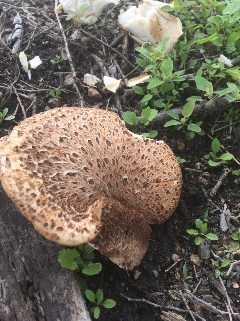 Ложнодождевик порховковый