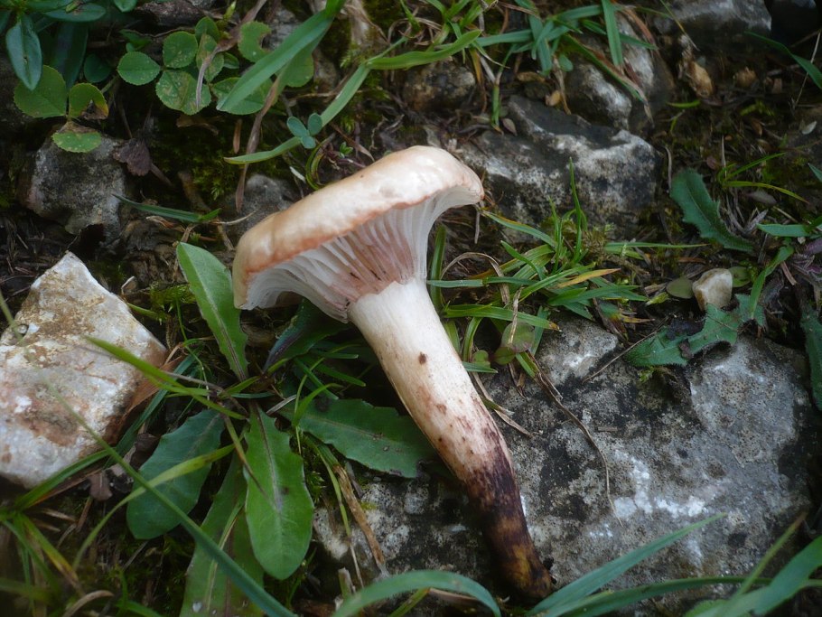 Rhodocollybia maculata