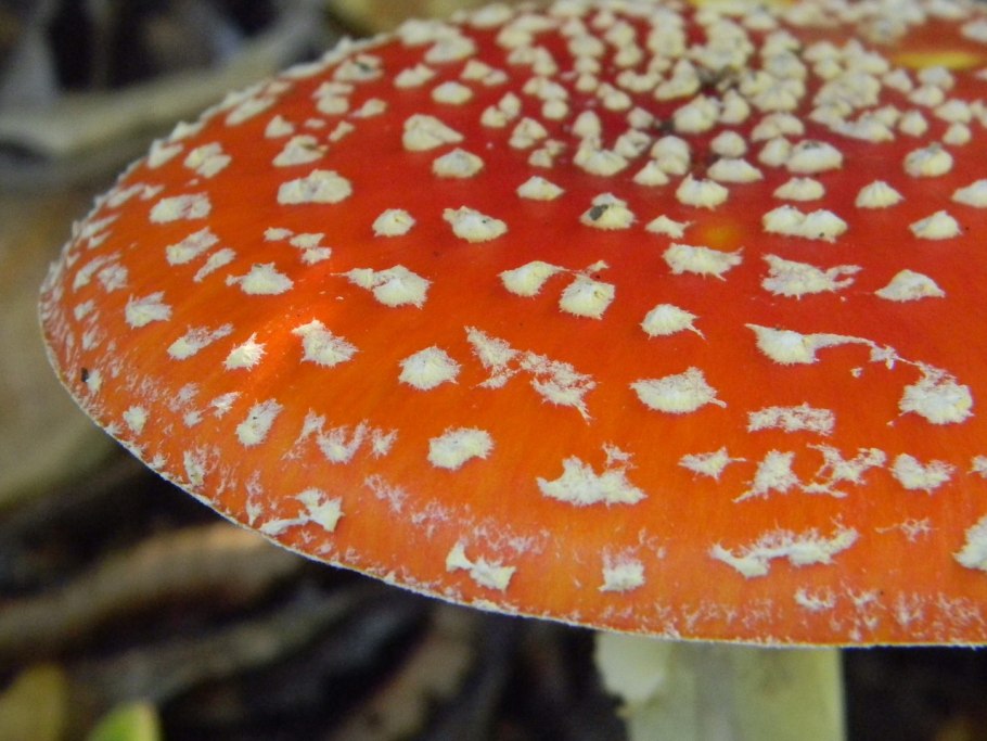 Шампиньон дикий Лесной