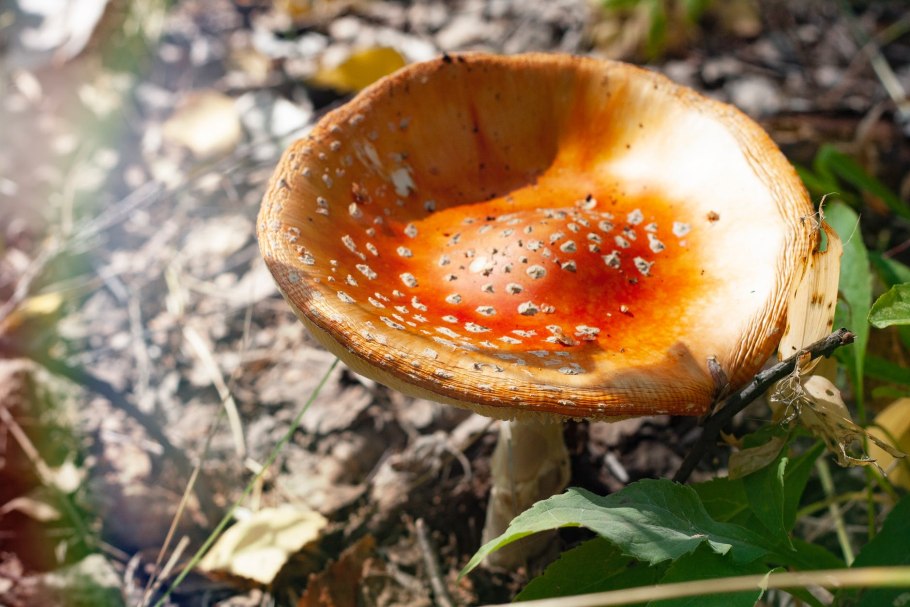 Рядовка пятнистая (Tricholoma pessundatum)