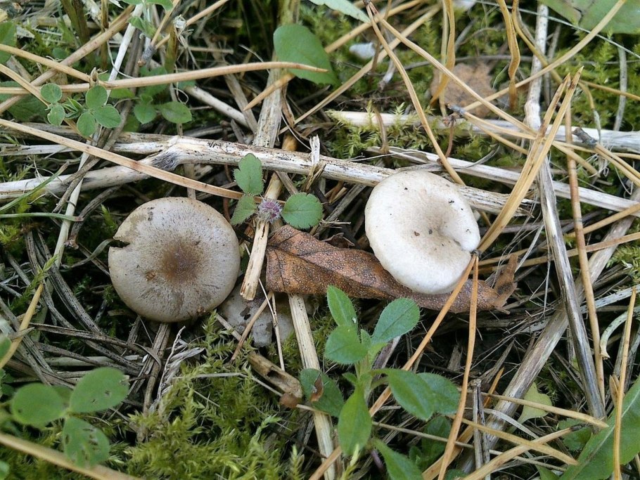 Коллибия пятнистая