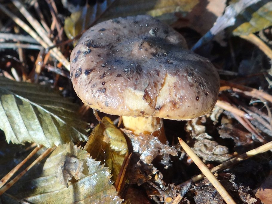 Одноразку гриб Флай