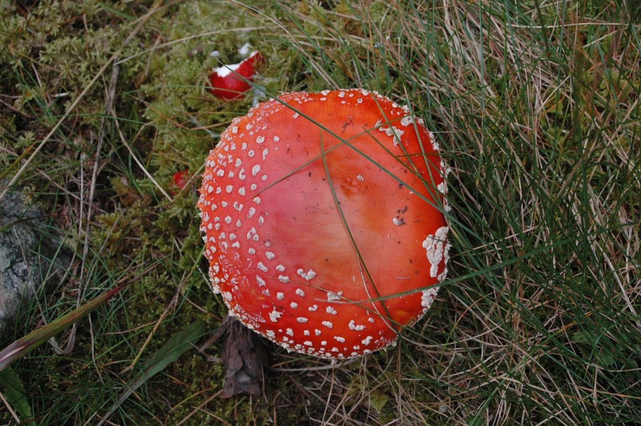 Зонтик пестрый мухомор пантерный