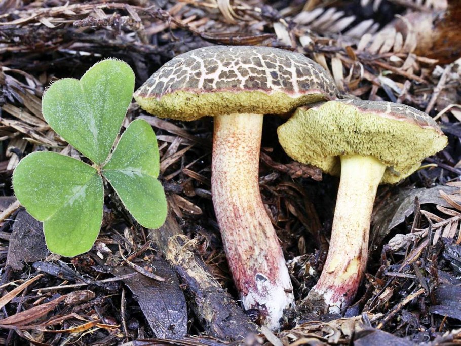 Macrolepiota brunnescens