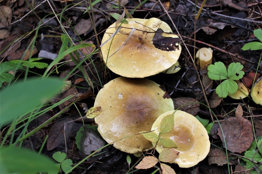 Рядовка Осиновая Tricholoma frondosae