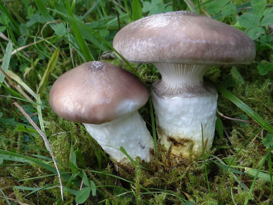 Мокруха Еловая (Gomphidius glutinosus)