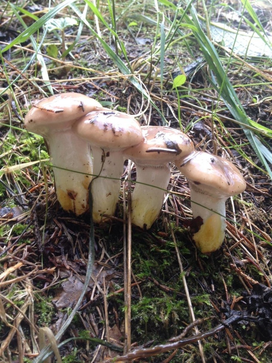 Мокруха Еловая гриб фото