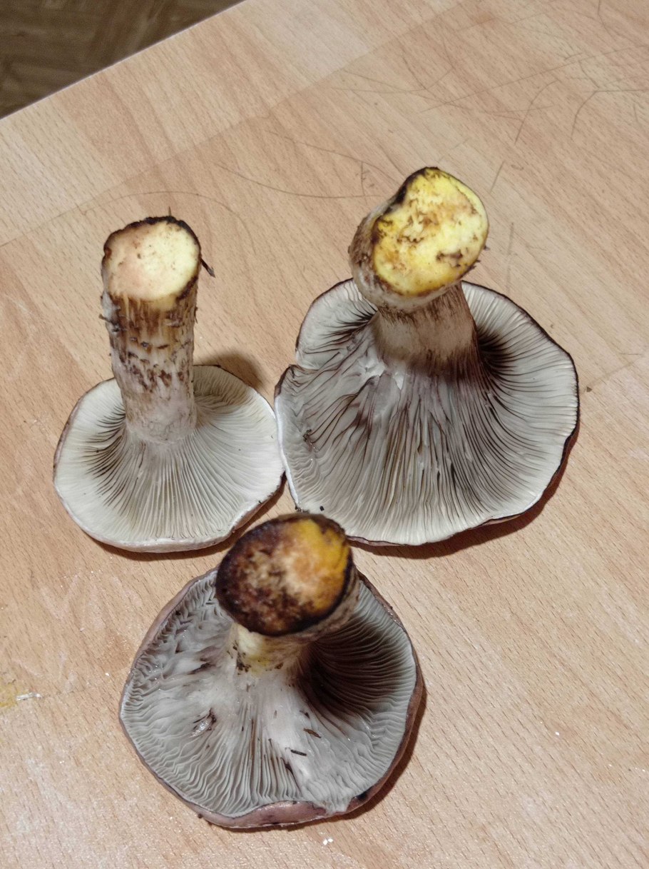 Мокруха Еловая на срезе