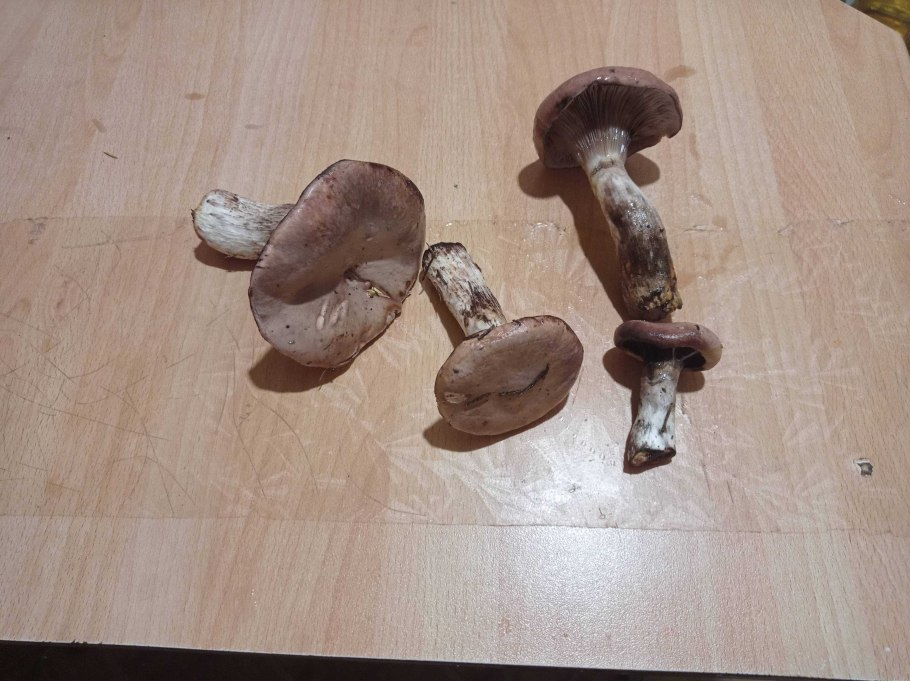 Мокруха Еловая на срезе