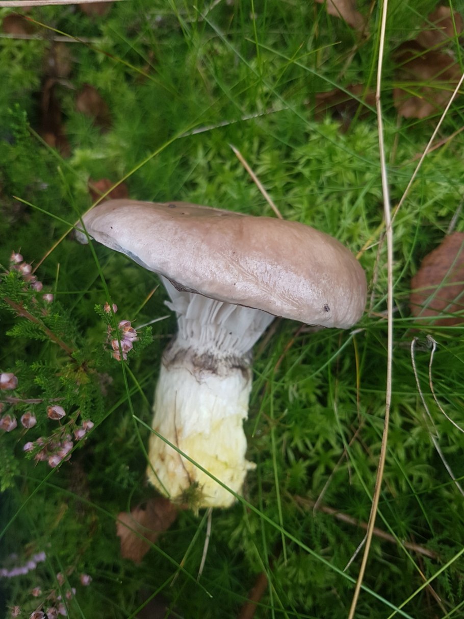 Мокруха Еловая съедобность