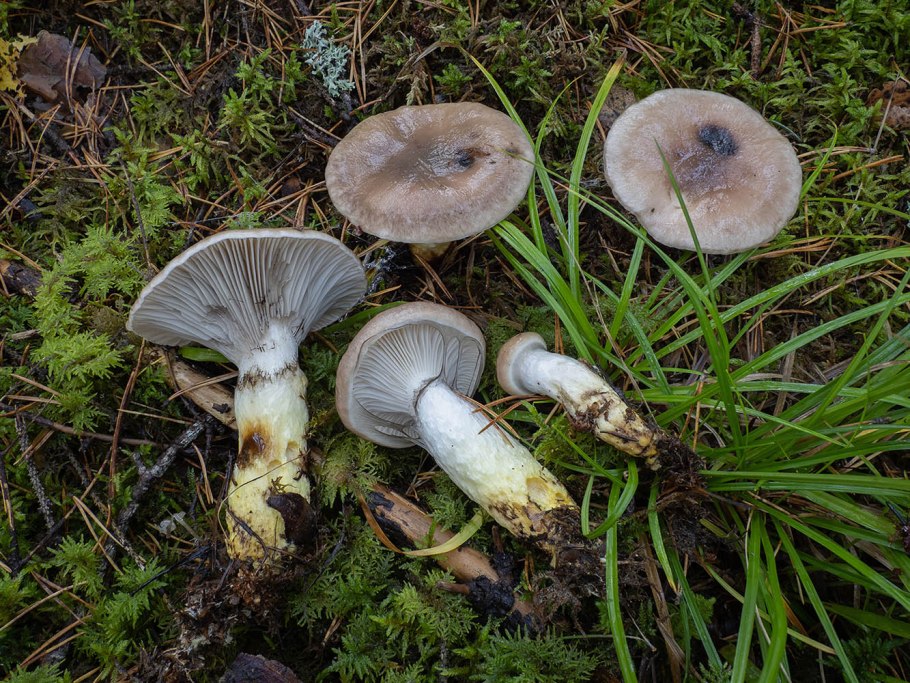 Хвойная мокруха