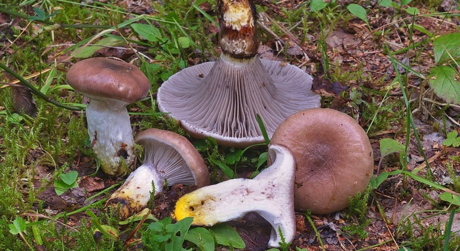 Грибы для соления в лесу