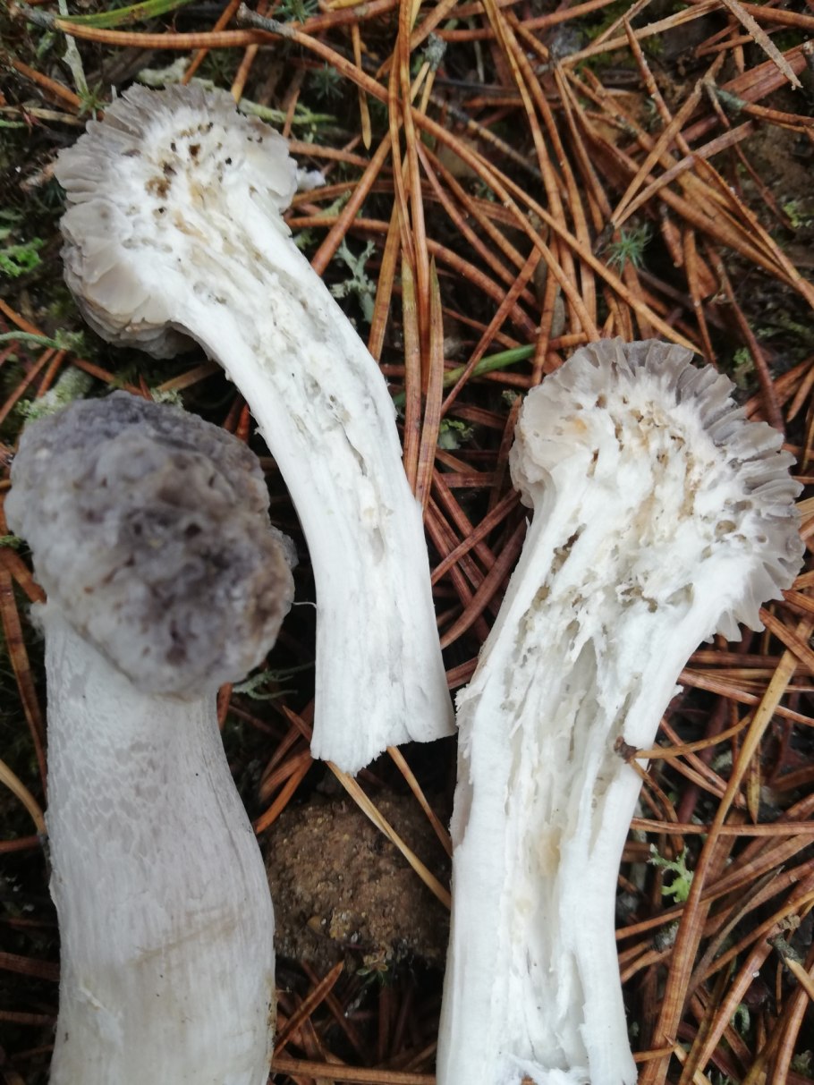 Мокруха Еловая гриб ложные