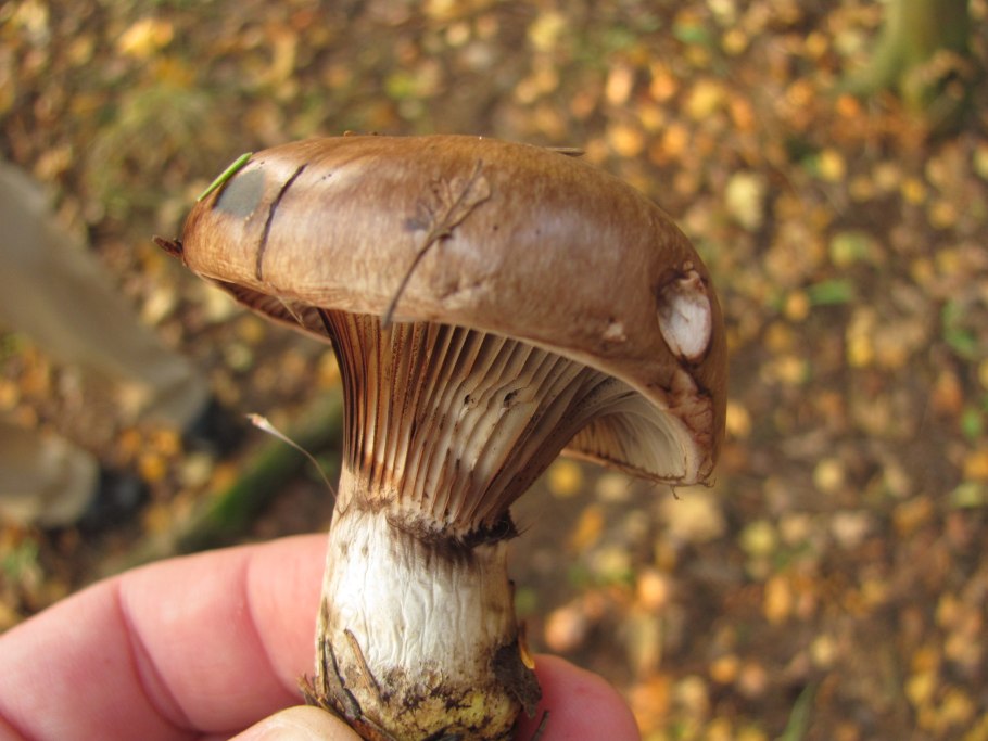 Гриб мокруха семейство