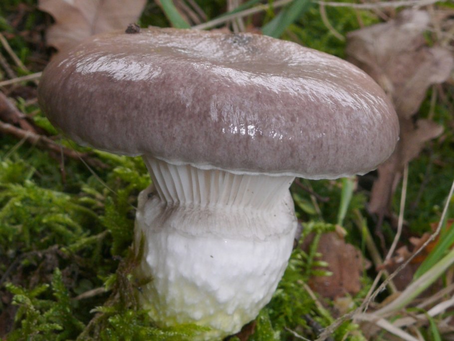 Мокруха Еловая клейкая