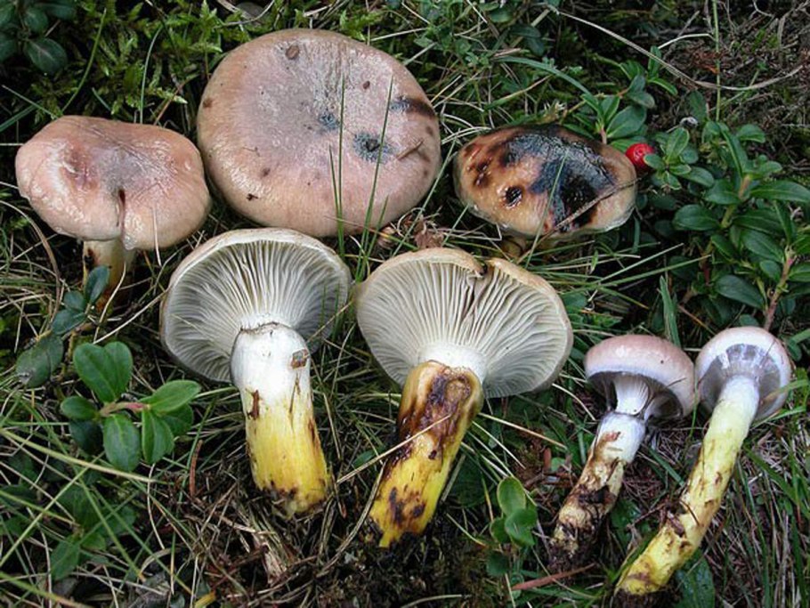 Мокруха пятнистая гриб